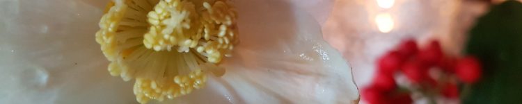 20161227_162604